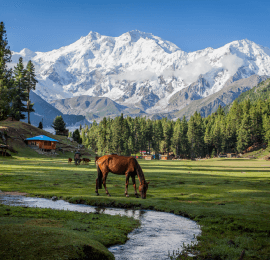 Fairy Meadows Gallery Image 4